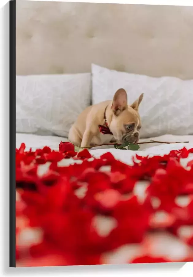 WallClassics Canvas Hondje op Bed met Rode Rozenblaadjes Franse Buldog 60x90 cm Foto op Canvas Schilderij (Wanddecoratie op Canvas)
