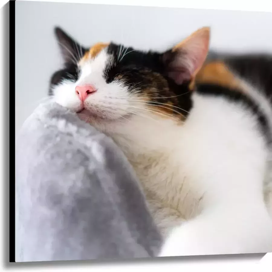 WallClassics Canvas Lapjeskat Liggend op Grijze Bank 100x100 cm Foto op Canvas Schilderij (Wanddecoratie op Canvas)