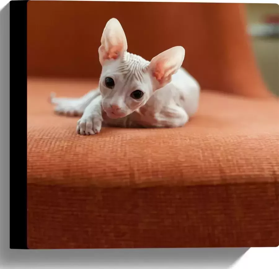 WallClassics Canvas Naakte Kitten op een Oranje Stoel 30x30 cm Foto op Canvas Schilderij (Wanddecoratie op Canvas)
