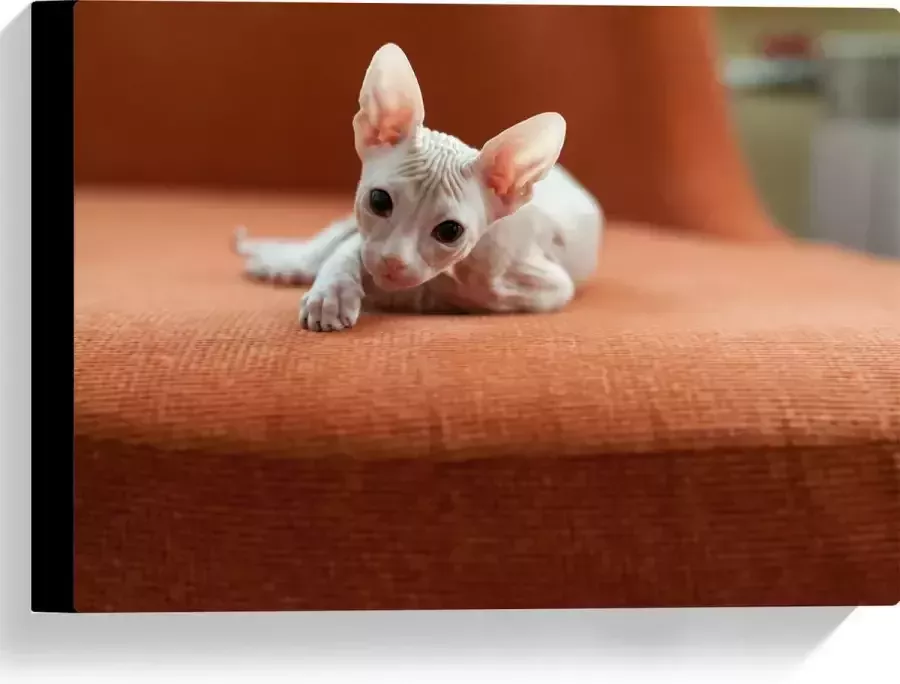 WallClassics Canvas Naakte Kitten op een Oranje Stoel 40x30 cm Foto op Canvas Schilderij (Wanddecoratie op Canvas)