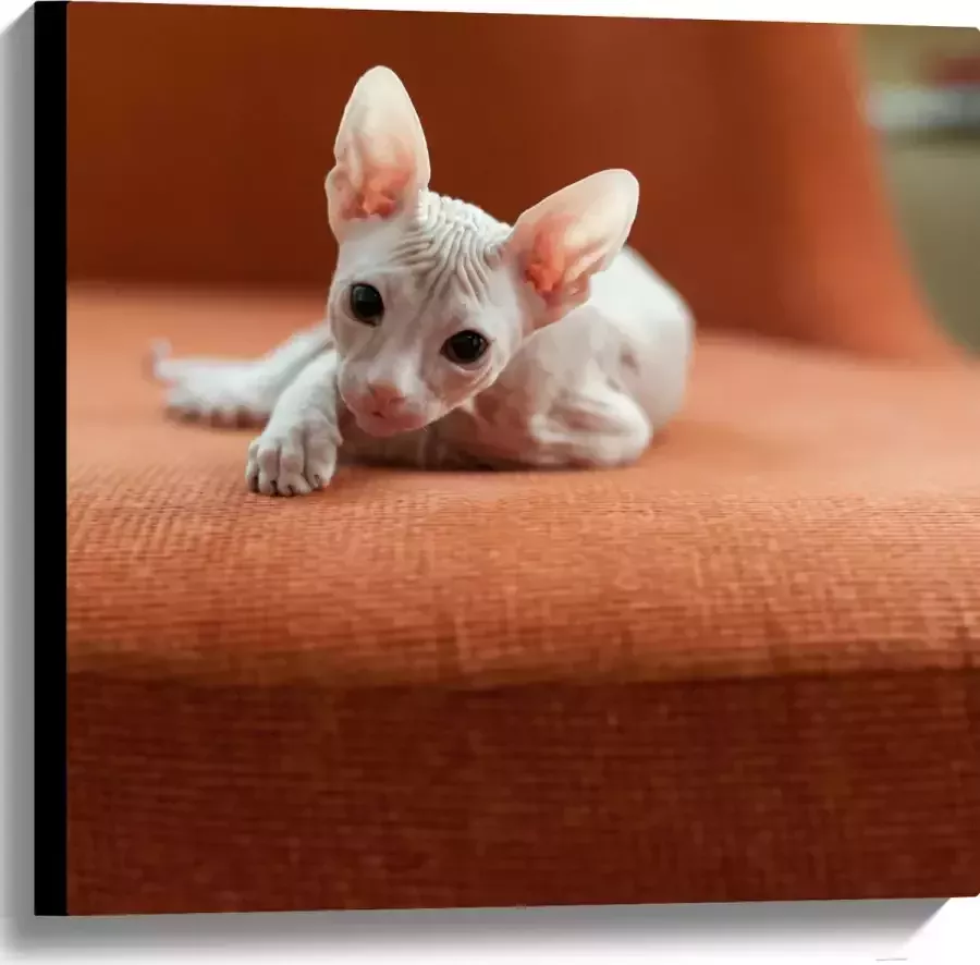WallClassics Canvas Naakte Kitten op een Oranje Stoel 60x60 cm Foto op Canvas Schilderij (Wanddecoratie op Canvas)