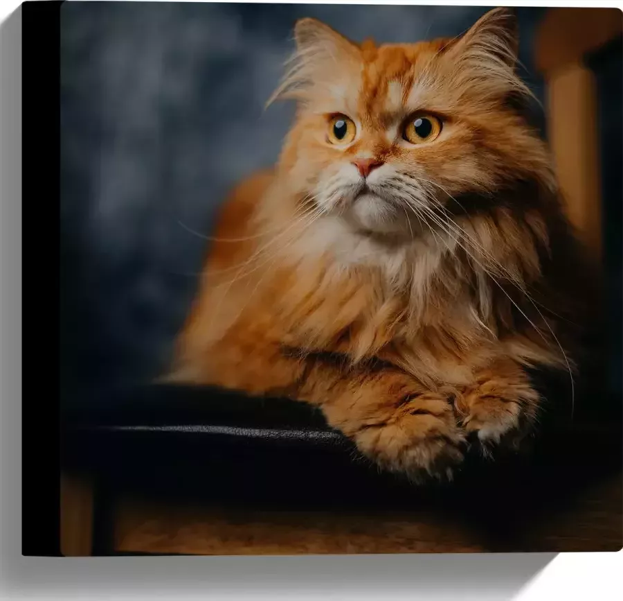WallClassics Canvas Pers Kat Liggend op Stoel 30x30 cm Foto op Canvas Schilderij (Wanddecoratie op Canvas)