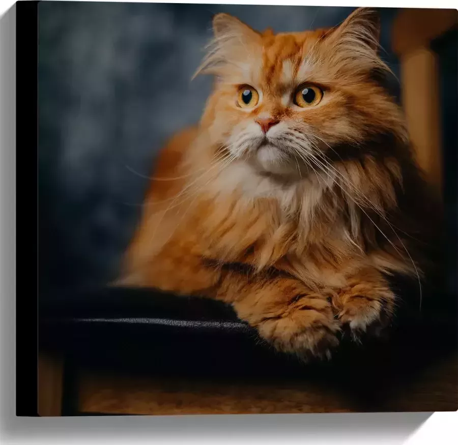 WallClassics Canvas Pers Kat Liggend op Stoel 40x40 cm Foto op Canvas Schilderij (Wanddecoratie op Canvas)