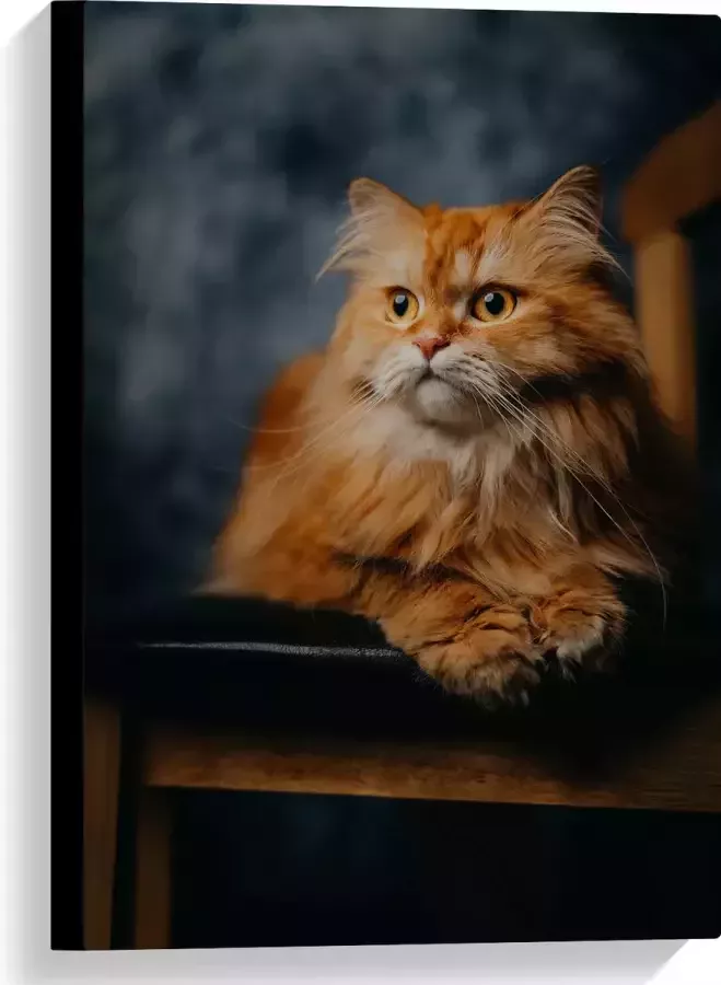 WallClassics Canvas Pers Kat Liggend op Stoel 40x60 cm Foto op Canvas Schilderij (Wanddecoratie op Canvas)