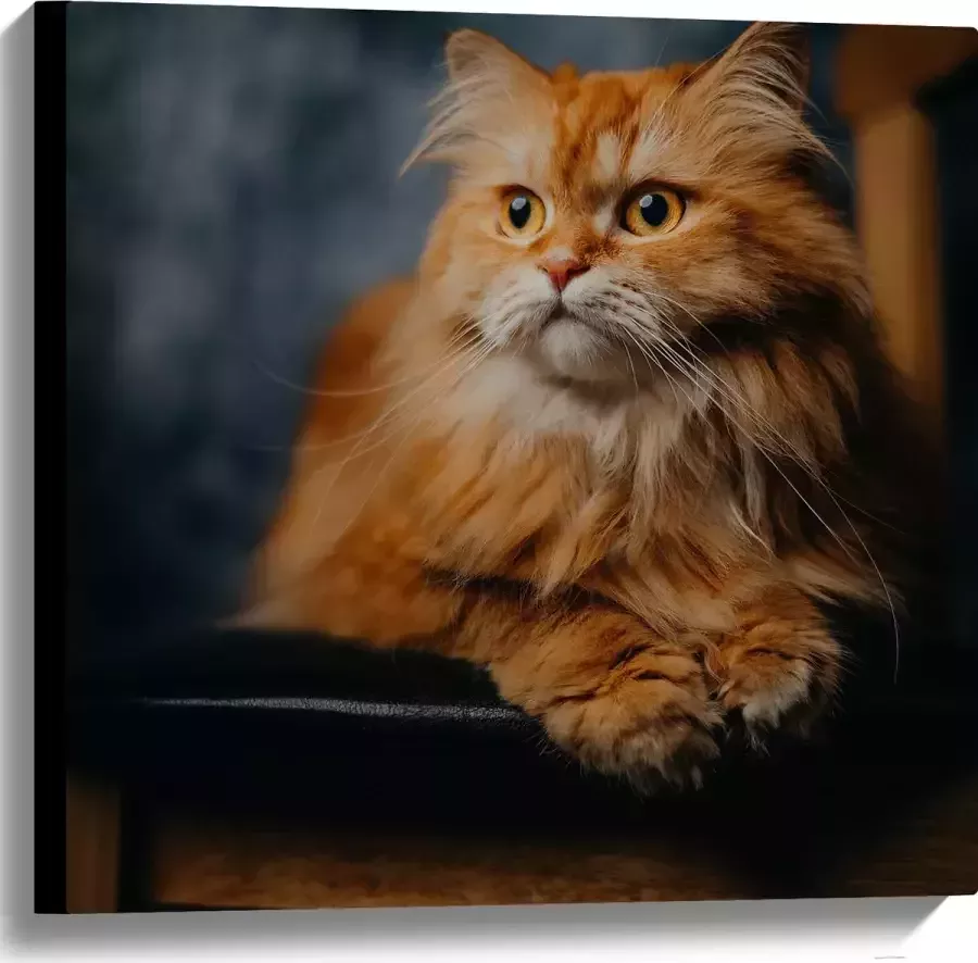 WallClassics Canvas Pers Kat Liggend op Stoel 60x60 cm Foto op Canvas Schilderij (Wanddecoratie op Canvas)