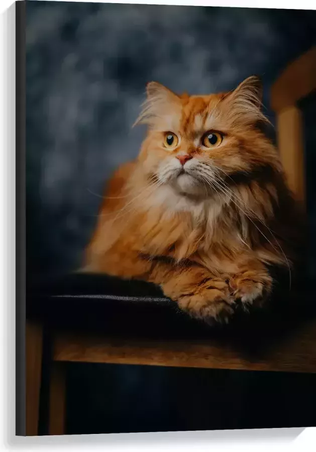 WallClassics Canvas Pers Kat Liggend op Stoel 60x90 cm Foto op Canvas Schilderij (Wanddecoratie op Canvas)