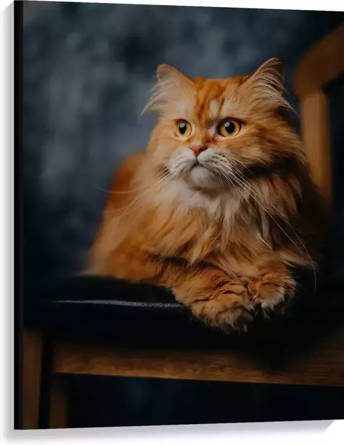 WallClassics Canvas Pers Kat Liggend op Stoel 75x100 cm Foto op Canvas Schilderij (Wanddecoratie op Canvas)
