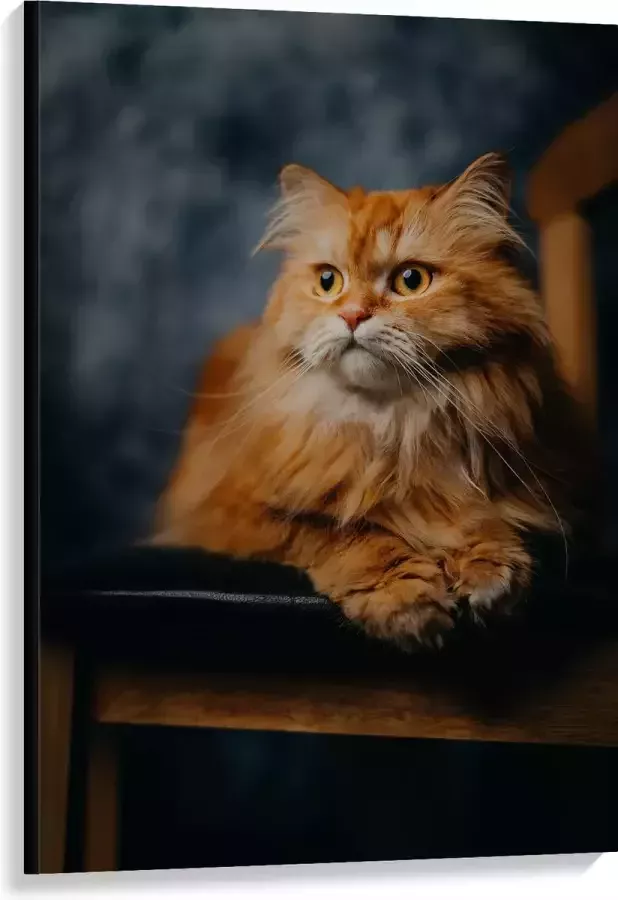 WallClassics Canvas Pers Kat Liggend op Stoel 80x120 cm Foto op Canvas Schilderij (Wanddecoratie op Canvas)