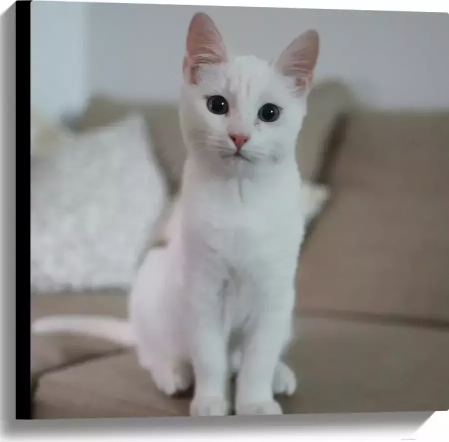 WallClassics Canvas Witte Kat Zittend op de Bank 60x60 cm Foto op Canvas Schilderij (Wanddecoratie op Canvas)