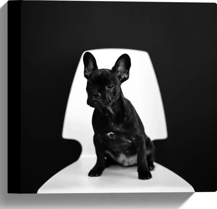 WallClassics Canvas Zwarte zittende Hond op Witte Stoel 30x30 cm Foto op Canvas Schilderij (Wanddecoratie op Canvas)