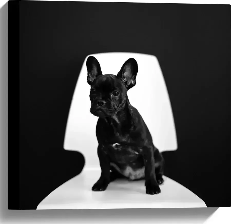 WallClassics Canvas Zwarte zittende Hond op Witte Stoel 40x40 cm Foto op Canvas Schilderij (Wanddecoratie op Canvas)
