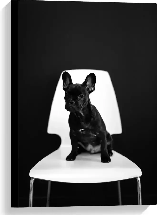 WallClassics Canvas Zwarte zittende Hond op Witte Stoel 40x60 cm Foto op Canvas Schilderij (Wanddecoratie op Canvas)