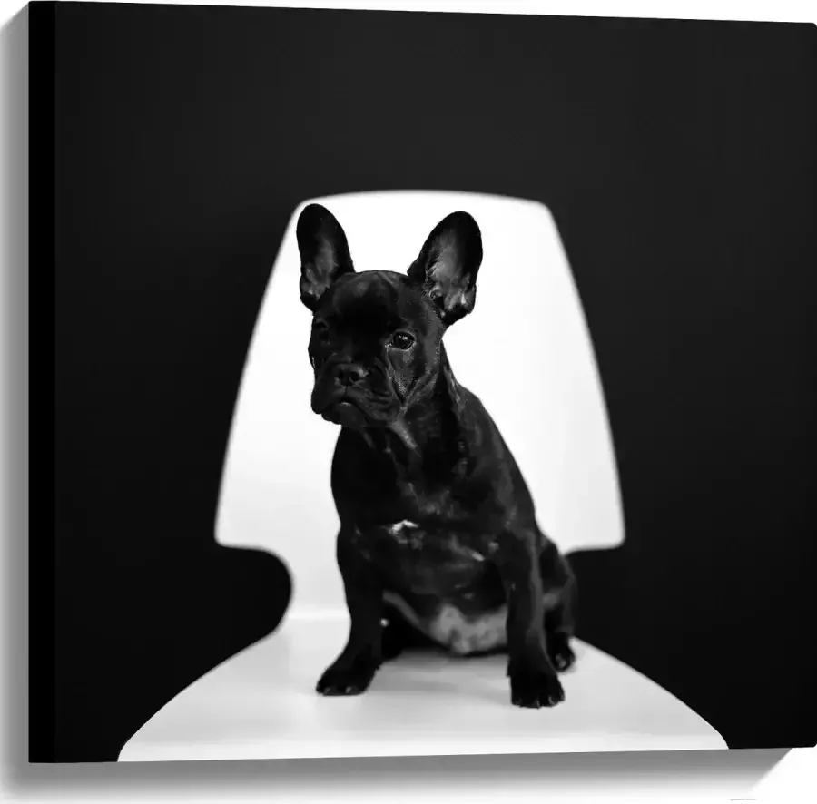 WallClassics Canvas Zwarte zittende Hond op Witte Stoel 60x60 cm Foto op Canvas Schilderij (Wanddecoratie op Canvas)