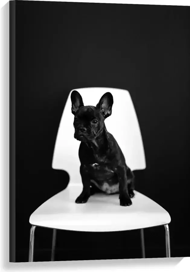WallClassics Canvas Zwarte zittende Hond op Witte Stoel 60x90 cm Foto op Canvas Schilderij (Wanddecoratie op Canvas)