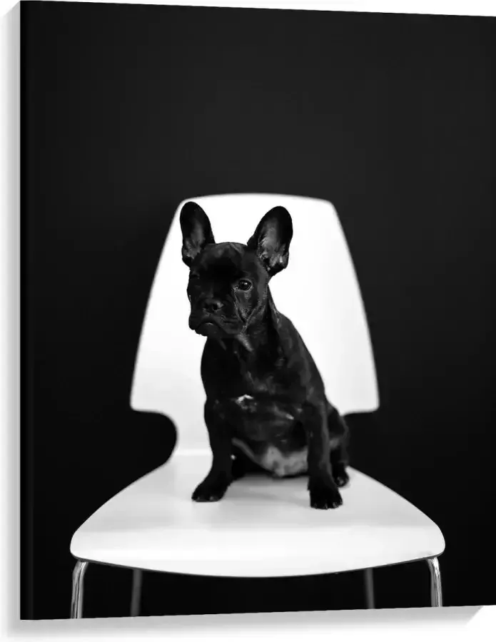 WallClassics Canvas Zwarte zittende Hond op Witte Stoel 75x100 cm Foto op Canvas Schilderij (Wanddecoratie op Canvas)