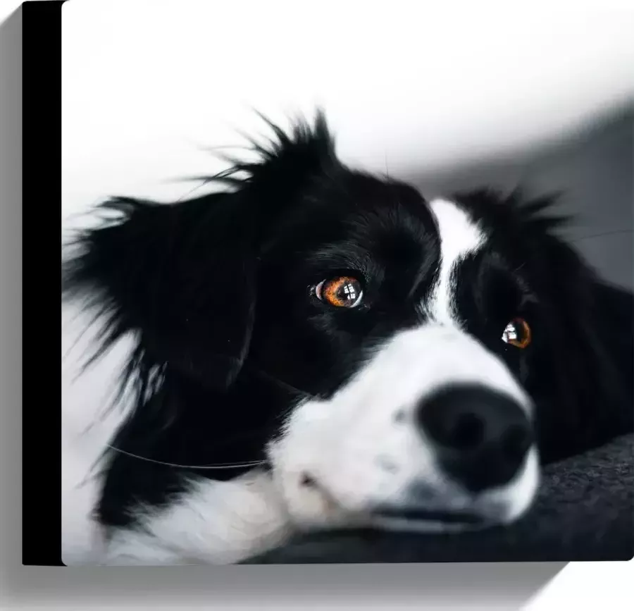 WallClassics Canvas Zwart Witte Hond op de Bank 30x30 cm Foto op Canvas Schilderij (Wanddecoratie op Canvas)