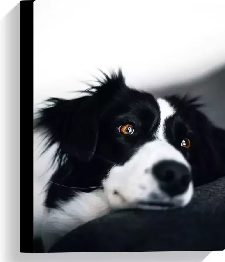 WallClassics Canvas Zwart Witte Hond op de Bank 30x40 cm Foto op Canvas Schilderij (Wanddecoratie op Canvas)