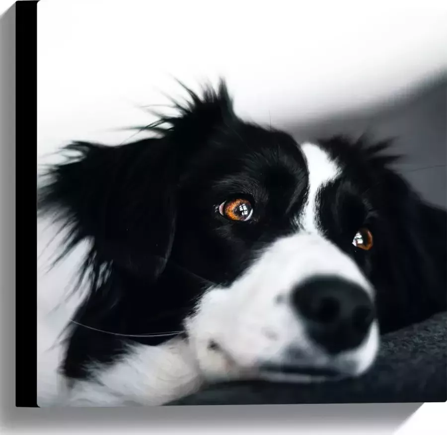 WallClassics Canvas Zwart Witte Hond op de Bank 40x40 cm Foto op Canvas Schilderij (Wanddecoratie op Canvas)
