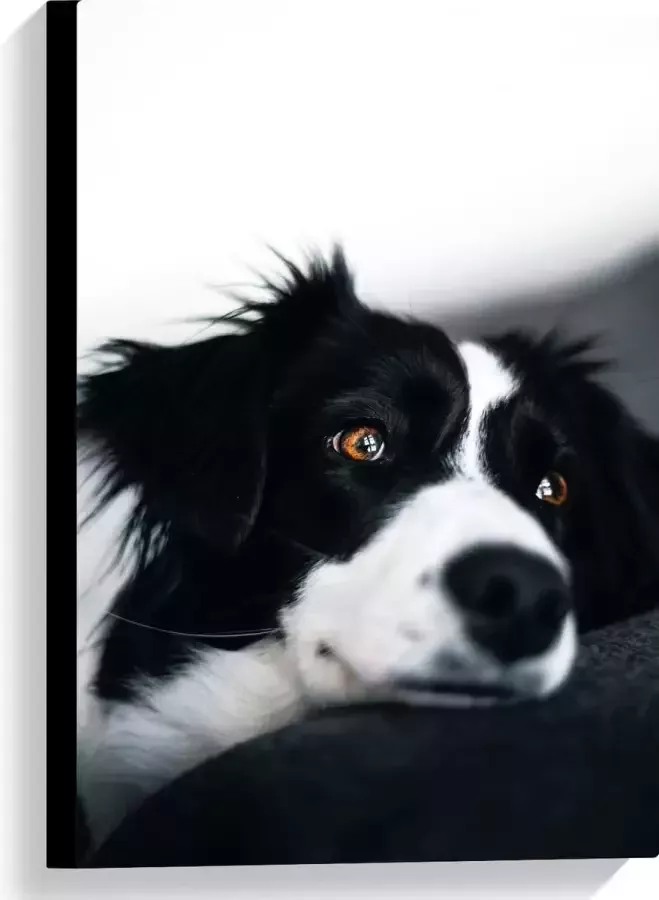 WallClassics Canvas Zwart Witte Hond op de Bank 40x60 cm Foto op Canvas Schilderij (Wanddecoratie op Canvas)