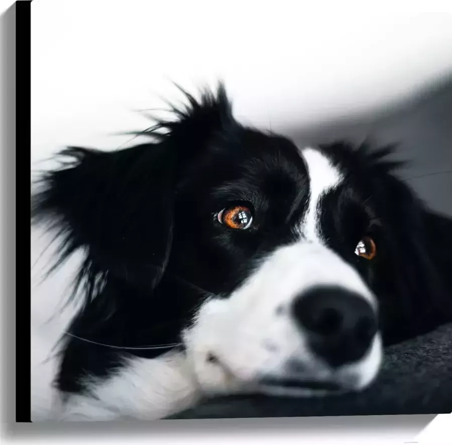 WallClassics Canvas Zwart Witte Hond op de Bank 60x60 cm Foto op Canvas Schilderij (Wanddecoratie op Canvas)