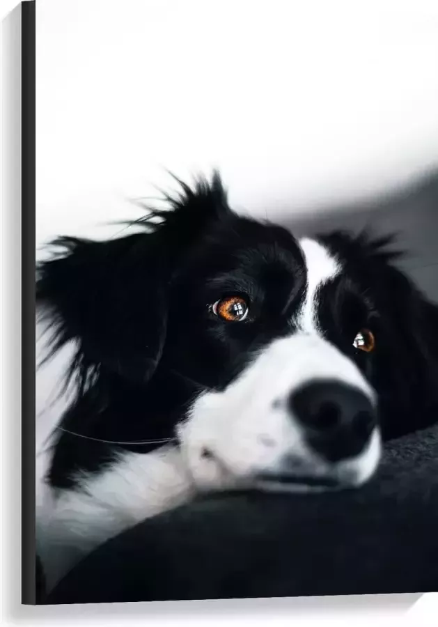 WallClassics Canvas Zwart Witte Hond op de Bank 60x90 cm Foto op Canvas Schilderij (Wanddecoratie op Canvas)