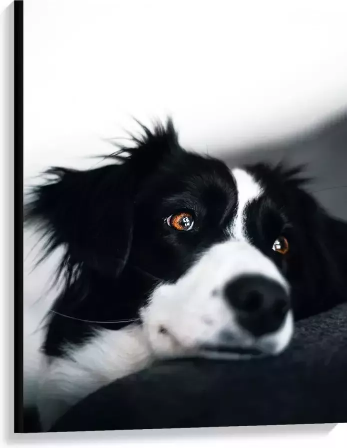WallClassics Canvas Zwart Witte Hond op de Bank 75x100 cm Foto op Canvas Schilderij (Wanddecoratie op Canvas)