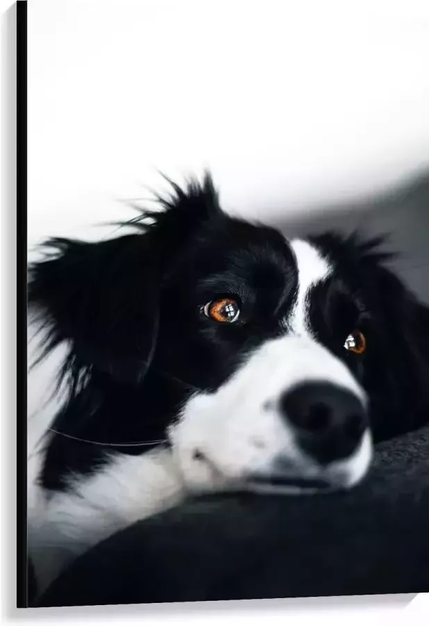 WallClassics Canvas Zwart Witte Hond op de Bank 80x120 cm Foto op Canvas Schilderij (Wanddecoratie op Canvas)