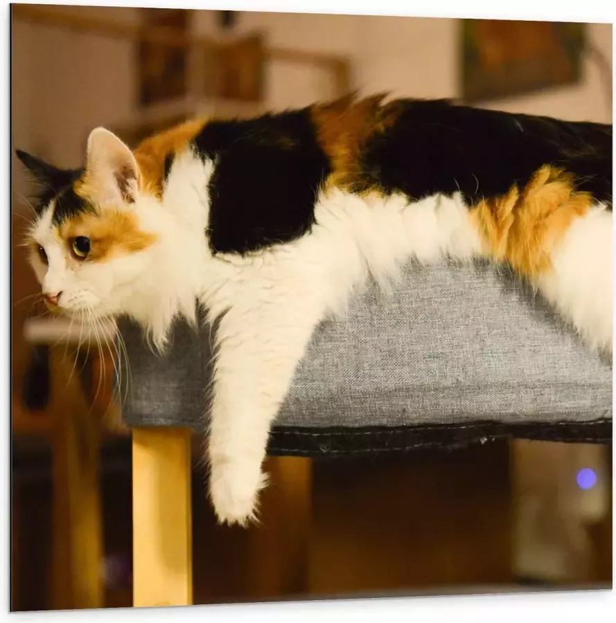 WallClassics Dibond Bruin Zwart Gevlekte Kat uitgestrekt over Poef 100x100 cm Foto op Aluminium (Met Ophangsysteem)