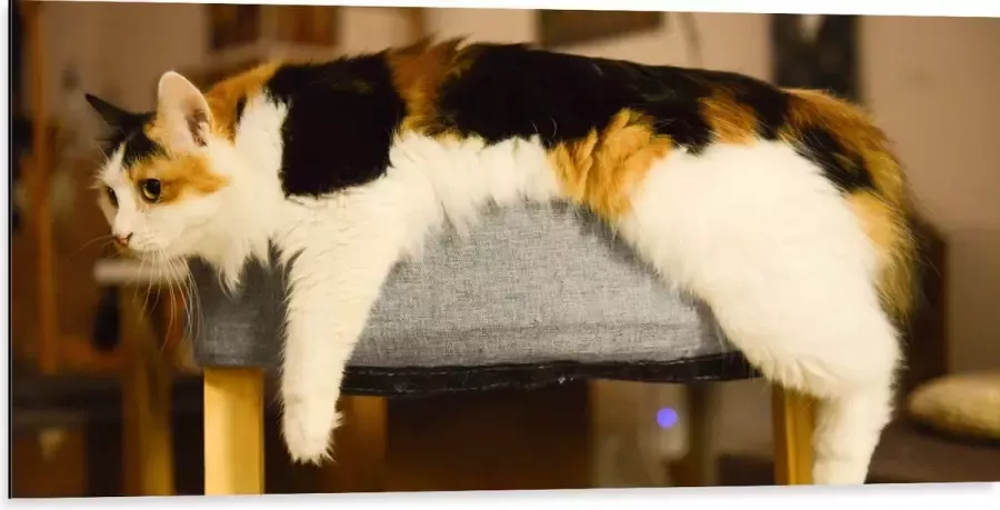 WallClassics Dibond Bruin Zwart Gevlekte Kat uitgestrekt over Poef 100x50 cm Foto op Aluminium (Wanddecoratie van metaal)