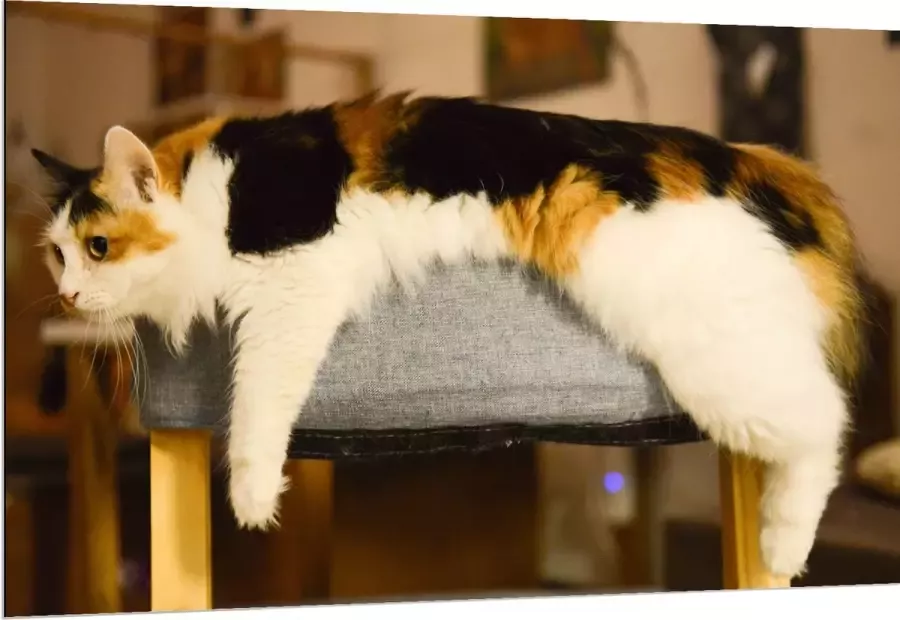 WallClassics Dibond Bruin Zwart Gevlekte Kat uitgestrekt over Poef 150x100 cm Foto op Aluminium (Met Ophangsysteem)