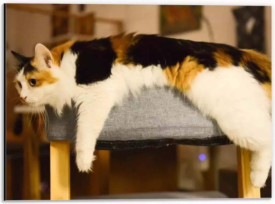 WallClassics Dibond Bruin Zwart Gevlekte Kat uitgestrekt over Poef 40x30 cm Foto op Aluminium (Wanddecoratie van metaal)