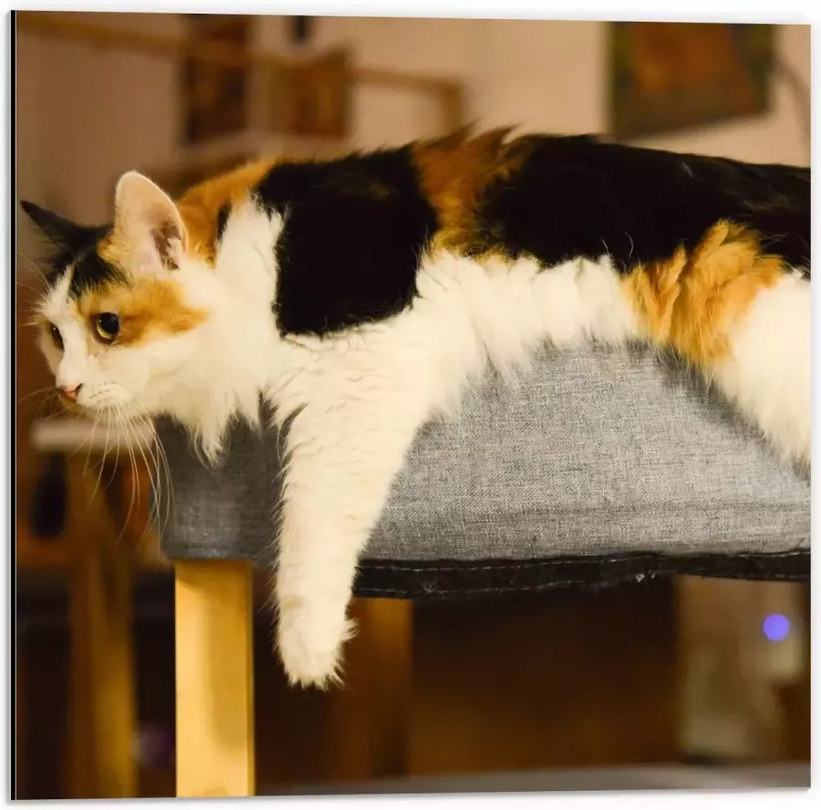 WallClassics Dibond Bruin Zwart Gevlekte Kat uitgestrekt over Poef 50x50 cm Foto op Aluminium (Met Ophangsysteem)