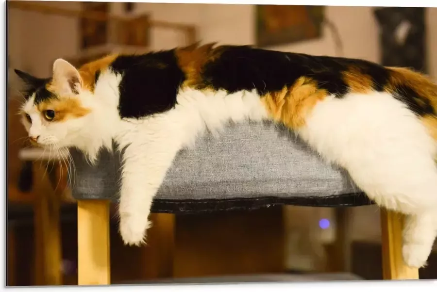 WallClassics Dibond Bruin Zwart Gevlekte Kat uitgestrekt over Poef 75x50 cm Foto op Aluminium (Wanddecoratie van metaal)