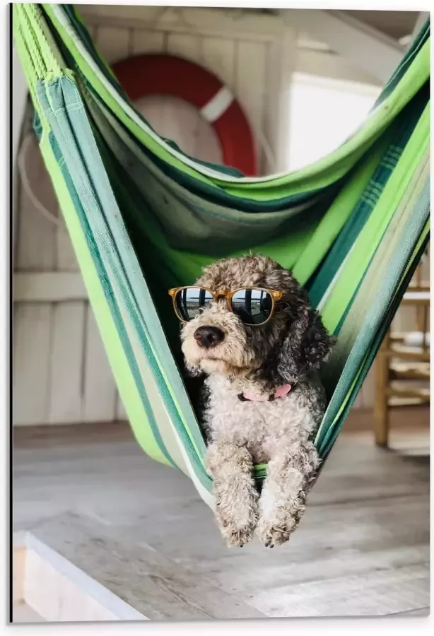 WallClassics Dibond Liggende Hond in Hangmat met Zonnebril 40x60 cm Foto op Aluminium (Met Ophangsysteem)
