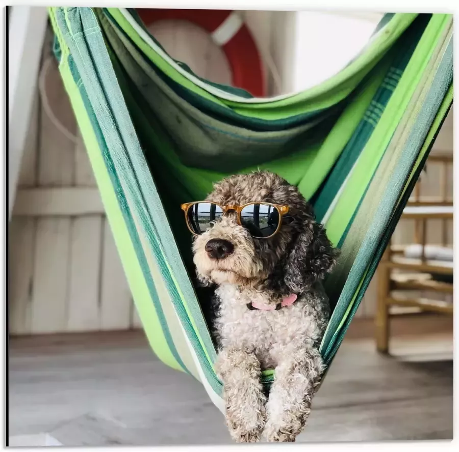 WallClassics Dibond Liggende Hond in Hangmat met Zonnebril 50x50 cm Foto op Aluminium (Met Ophangsysteem)