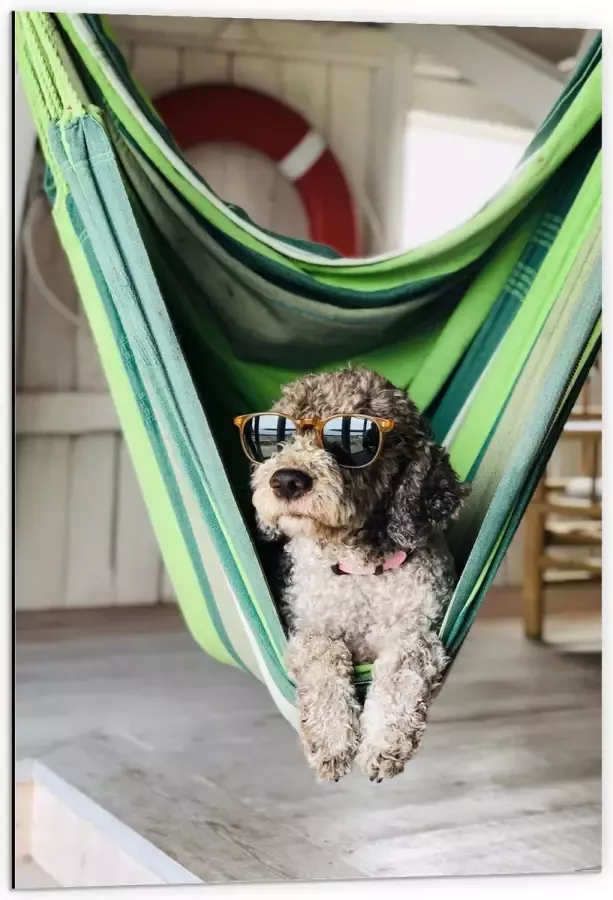 WallClassics Dibond Liggende Hond in Hangmat met Zonnebril 60x90 cm Foto op Aluminium (Met Ophangsysteem)