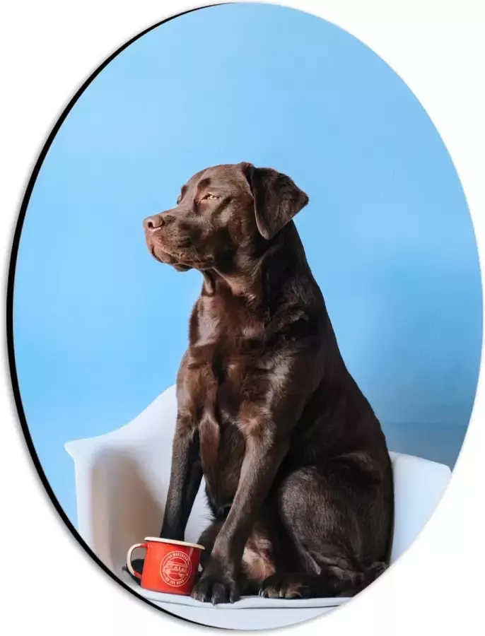 WallClassics Dibond Ovaal Grote Hond Zittend op Stoel met Kop Koffie 21x28 cm Foto op Ovaal (Met Ophangsysteem)