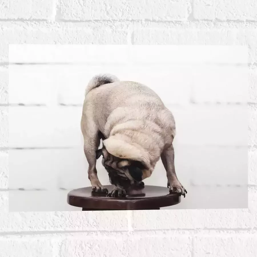 WallClassics Muursticker Bruin Hondje op een Kruk Mopshond 40x30 cm Foto op Muursticker