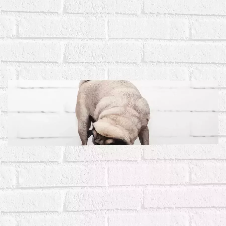 WallClassics Muursticker Bruin Hondje op een Kruk Mopshond 60x20 cm Foto op Muursticker