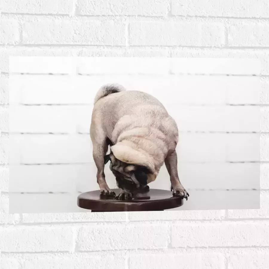 WallClassics Muursticker Bruin Hondje op een Kruk Mopshond 60x40 cm Foto op Muursticker