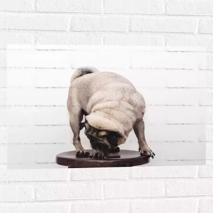 WallClassics Muursticker Bruin Hondje op een Kruk Mopshond 75x50 cm Foto op Muursticker