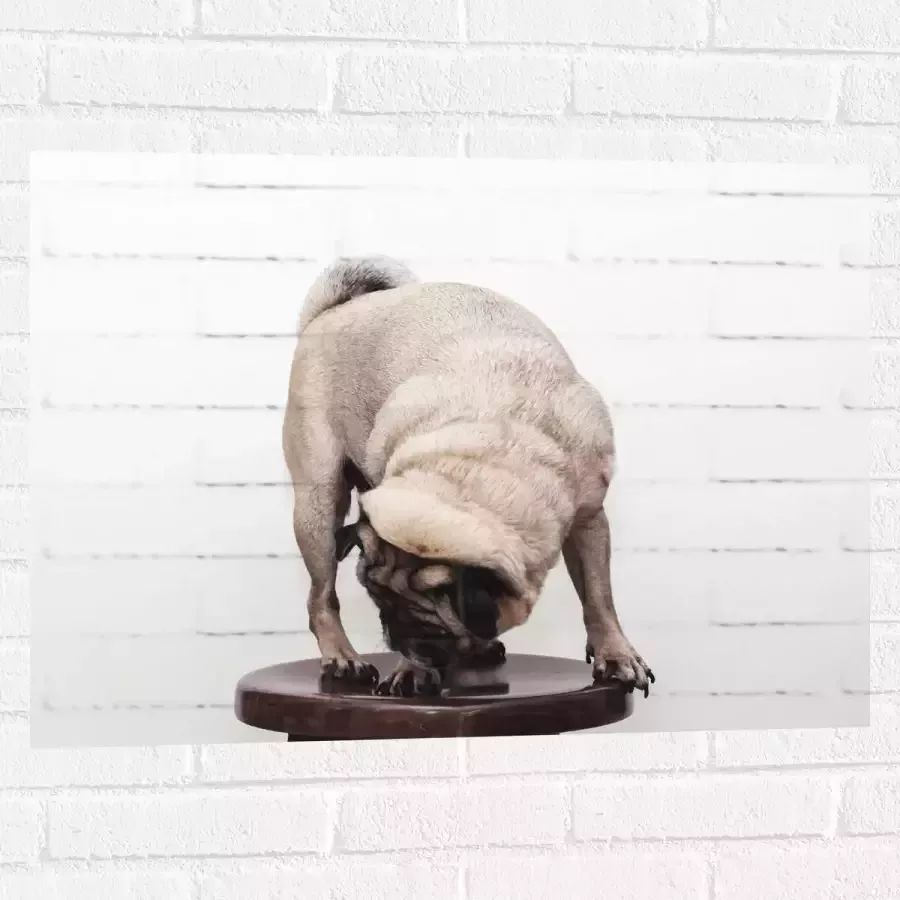 WallClassics Muursticker Bruin Hondje op een Kruk Mopshond 80x60 cm Foto op Muursticker