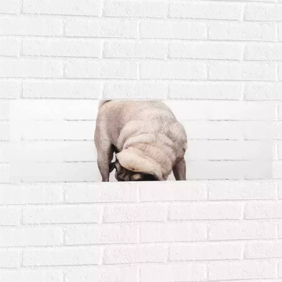 WallClassics Muursticker Bruin Hondje op een Kruk Mopshond 90x30 cm Foto op Muursticker