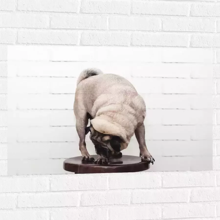WallClassics Muursticker Bruin Hondje op een Kruk Mopshond 90x60 cm Foto op Muursticker