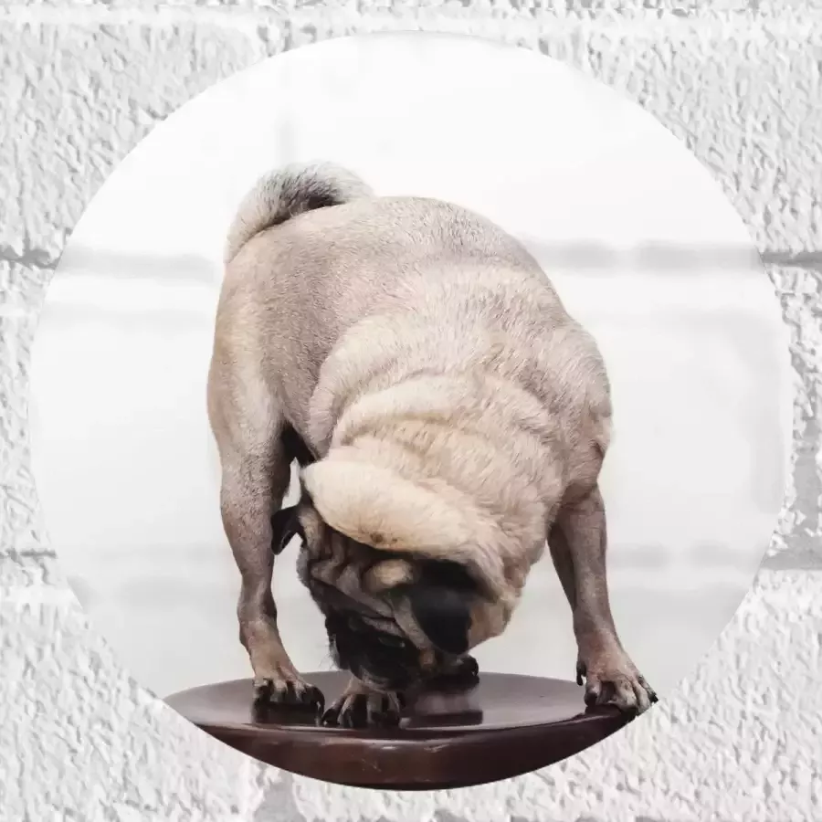 WallClassics Muursticker Cirkel Bruin Hondje op een Kruk Mopshond 20x20 cm Foto op Muursticker
