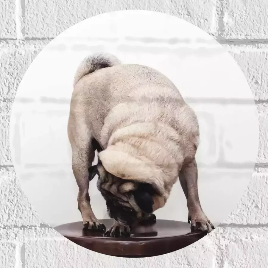 WallClassics Muursticker Cirkel Bruin Hondje op een Kruk Mopshond 30x30 cm Foto op Muursticker