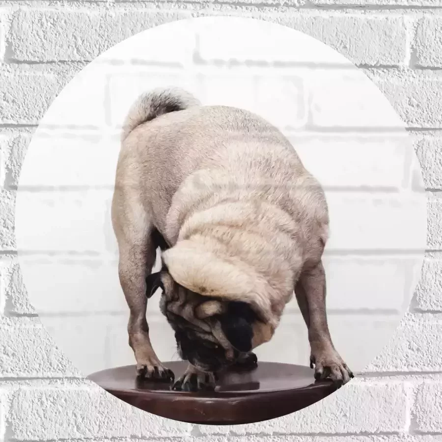 WallClassics Muursticker Cirkel Bruin Hondje op een Kruk Mopshond 50x50 cm Foto op Muursticker