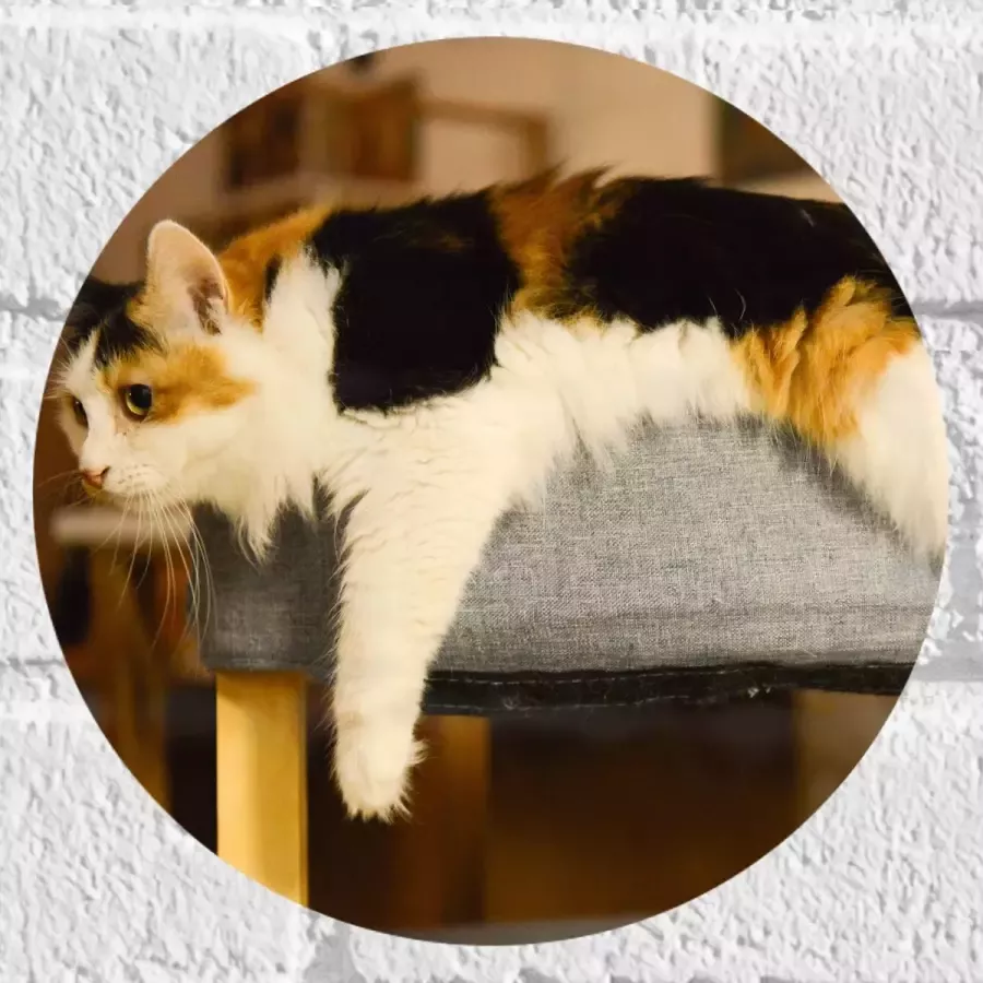WallClassics Muursticker Cirkel Bruin Zwart Gevlekte Kat uitgestrekt over Poef 20x20 cm Foto op Muursticker