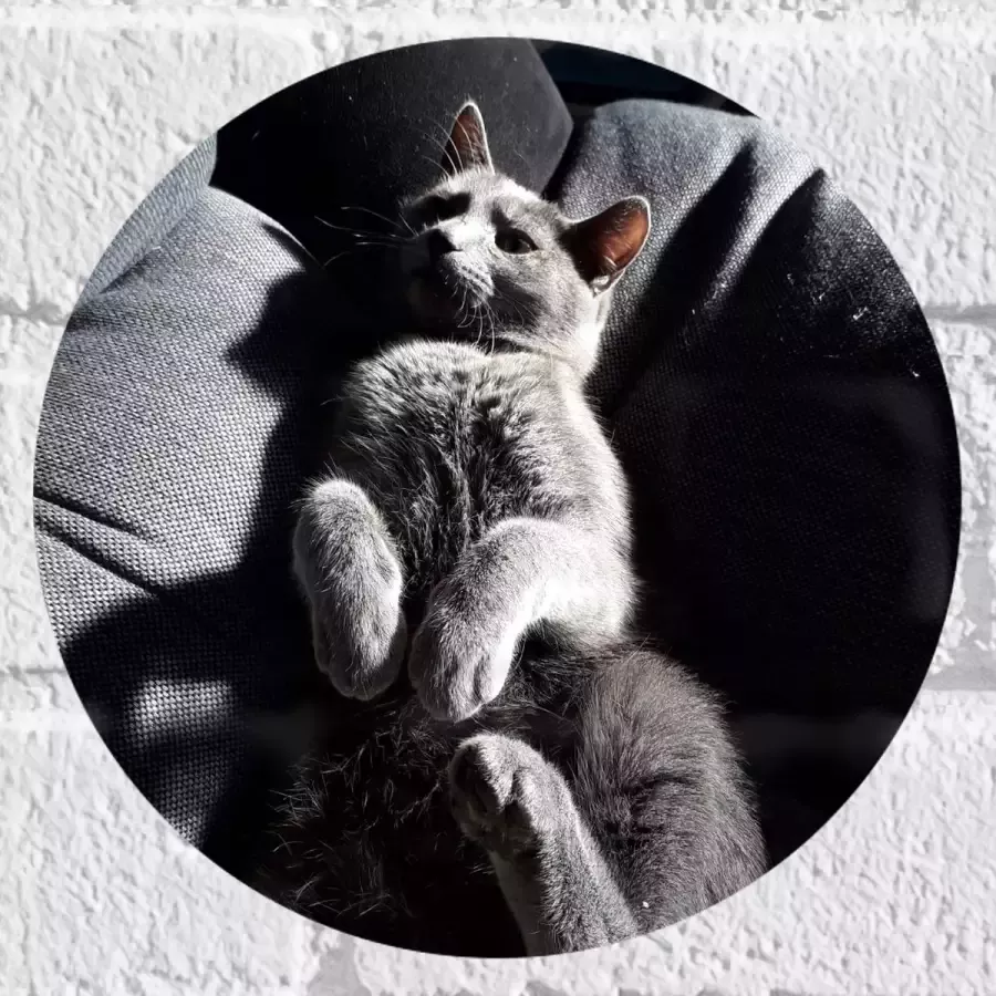 WallClassics Muursticker Cirkel Grijze Luie Kat op de Bank 20x20 cm Foto op Muursticker
