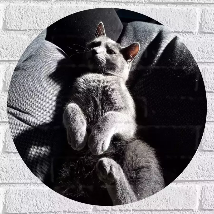 WallClassics Muursticker Cirkel Grijze Luie Kat op de Bank 50x50 cm Foto op Muursticker